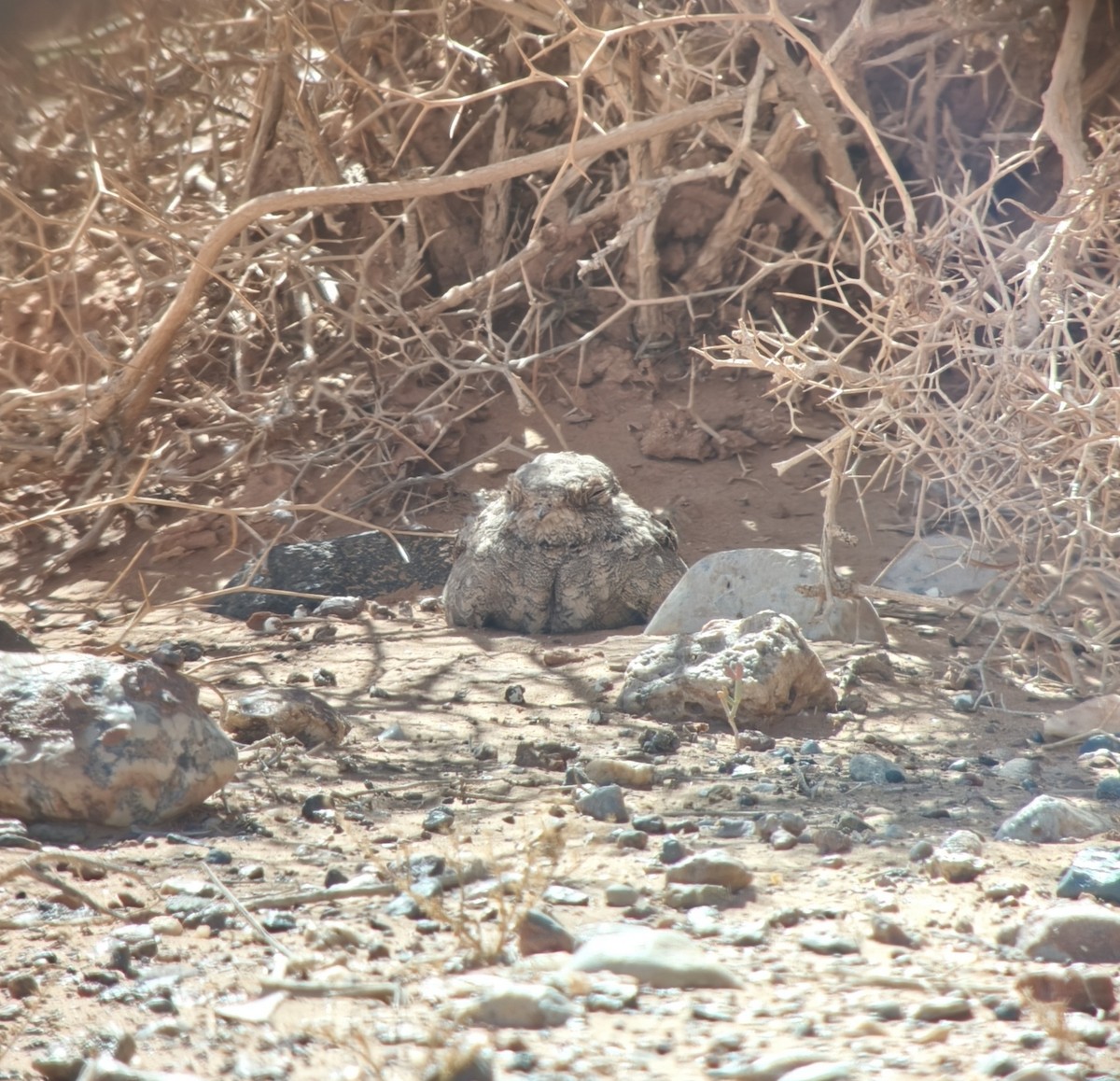 Egyptian Nightjar - ML644139876