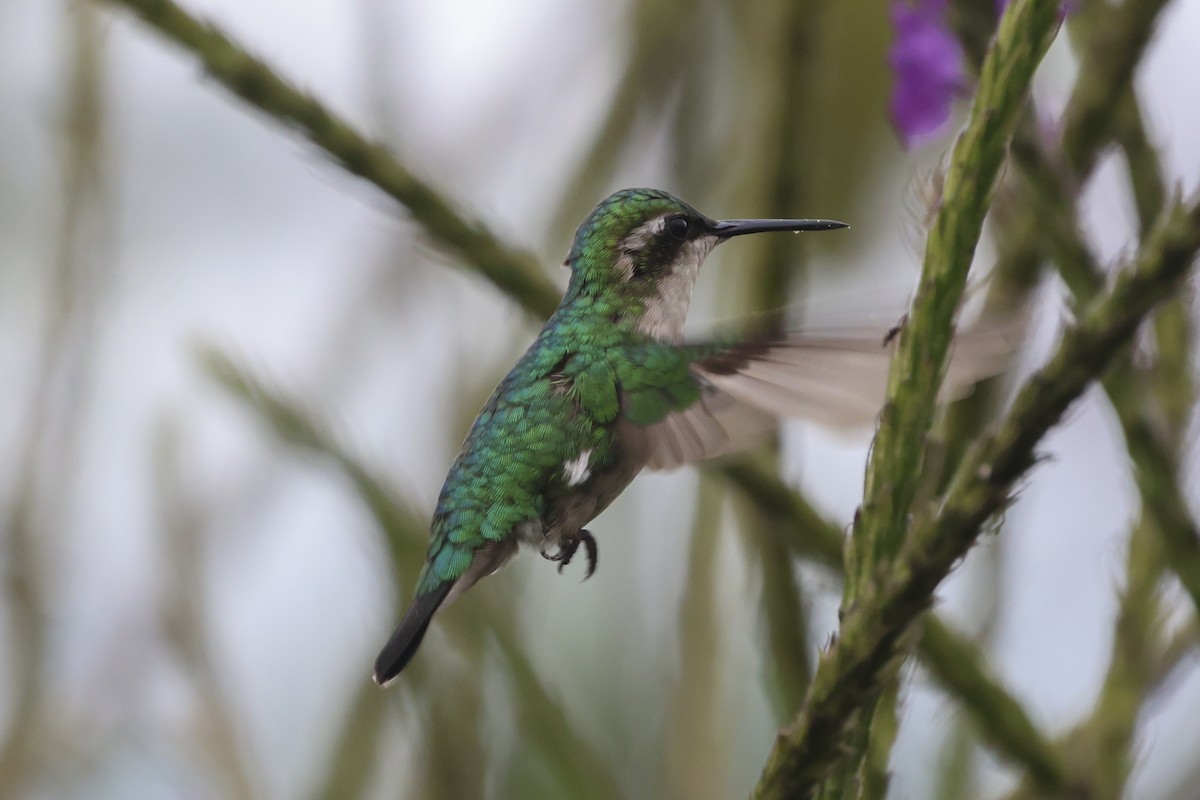 Western Emerald - ML644139915