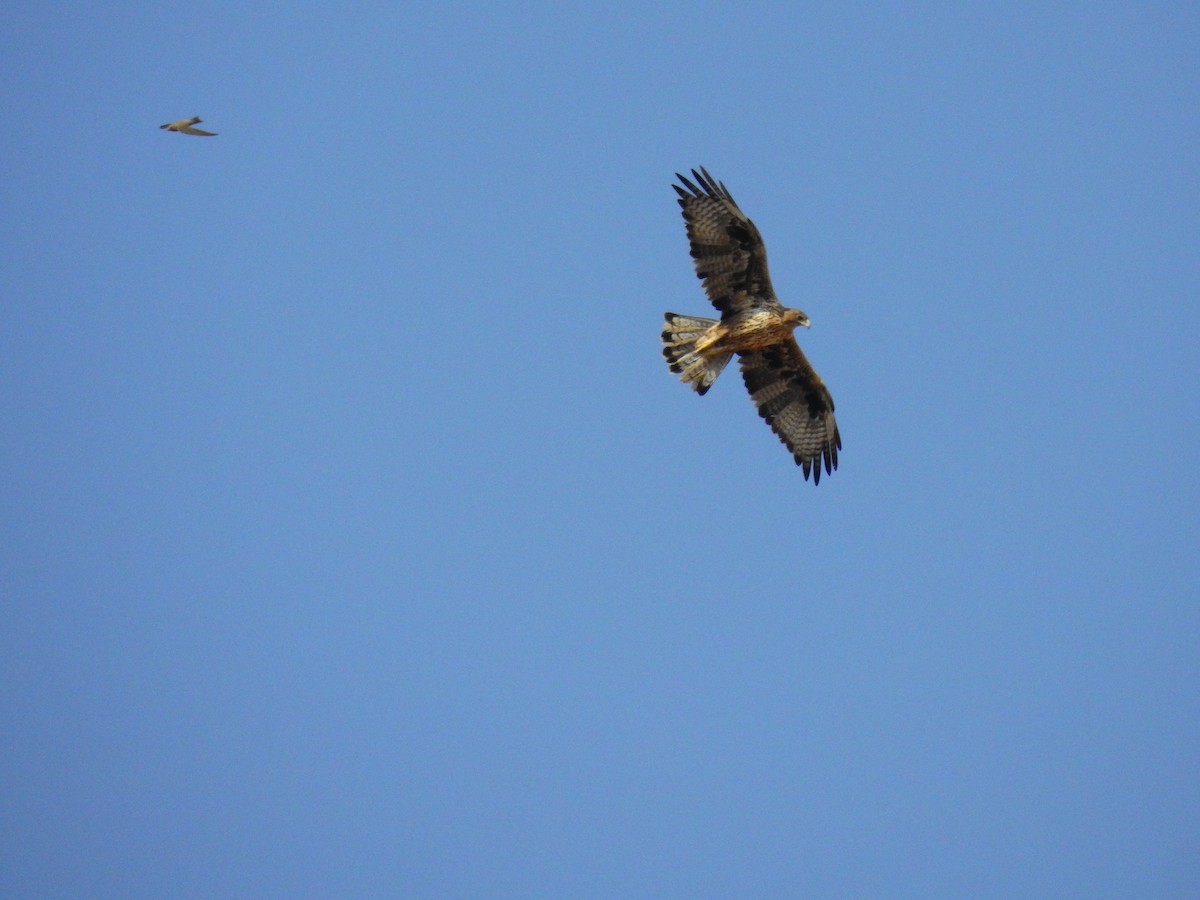 Bonelli's Eagle - ML644139933