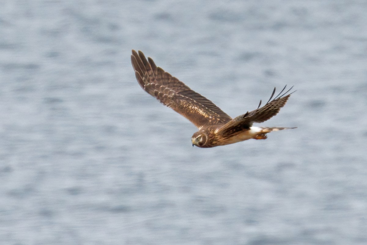 Northern Harrier - ML644139950