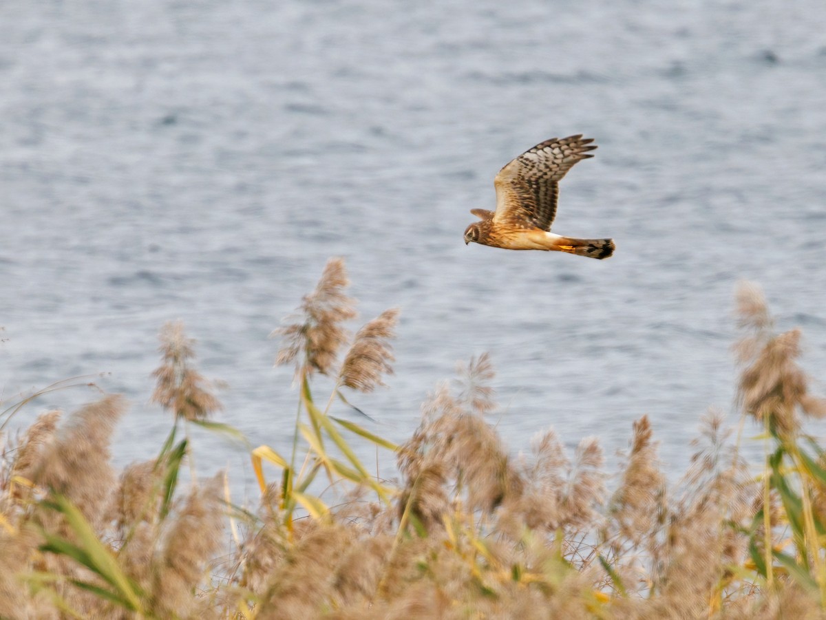 Northern Harrier - ML644139951