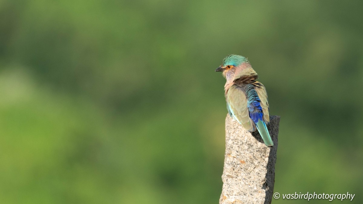 Indian Roller - ML644139953