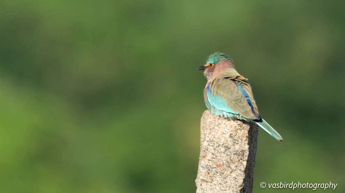 Indian Roller - ML644139954