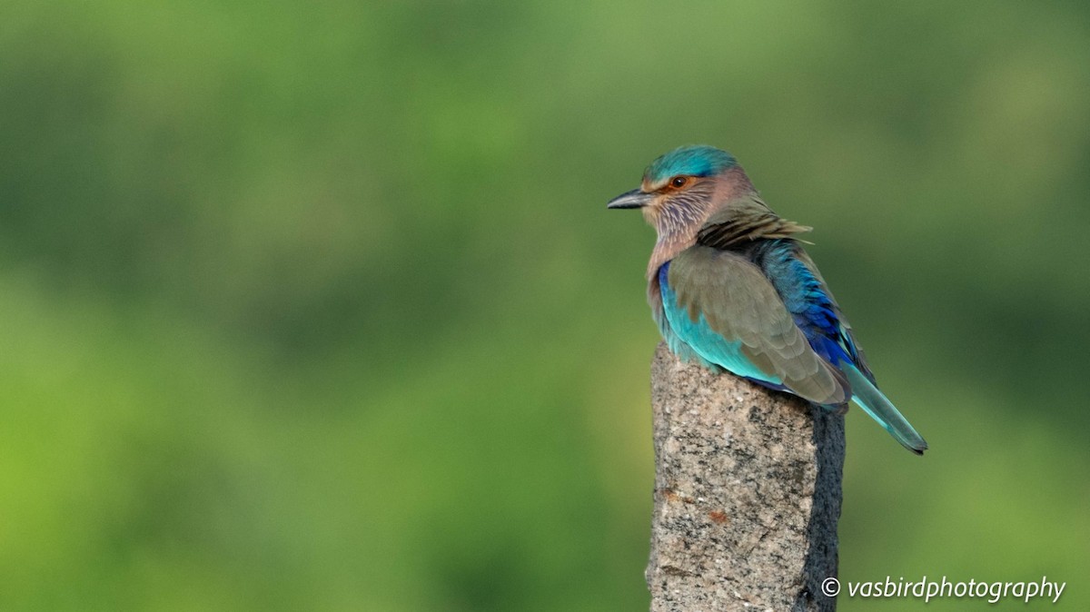 Indian Roller - ML644139955
