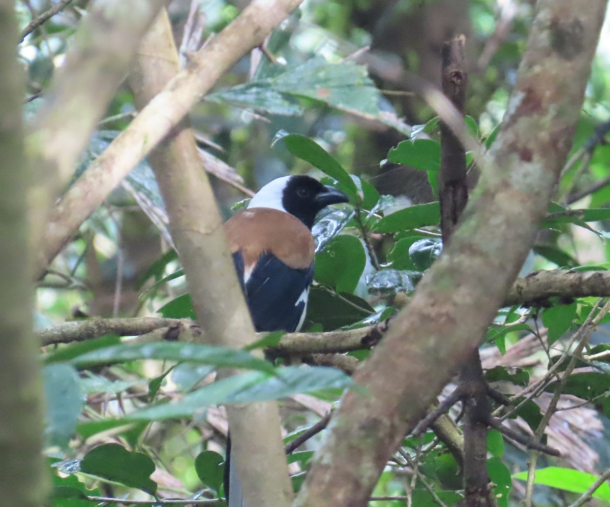 White-bellied Treepie - ML644139957