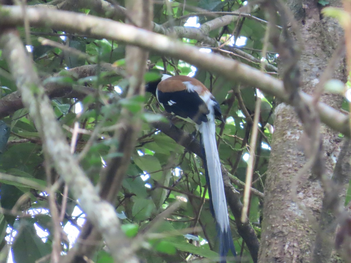 White-bellied Treepie - ML644139958