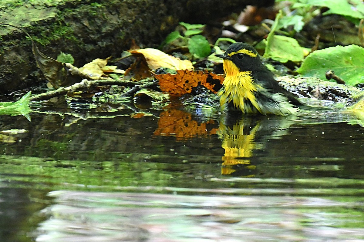 Narzissenschnäpper - ML644139960