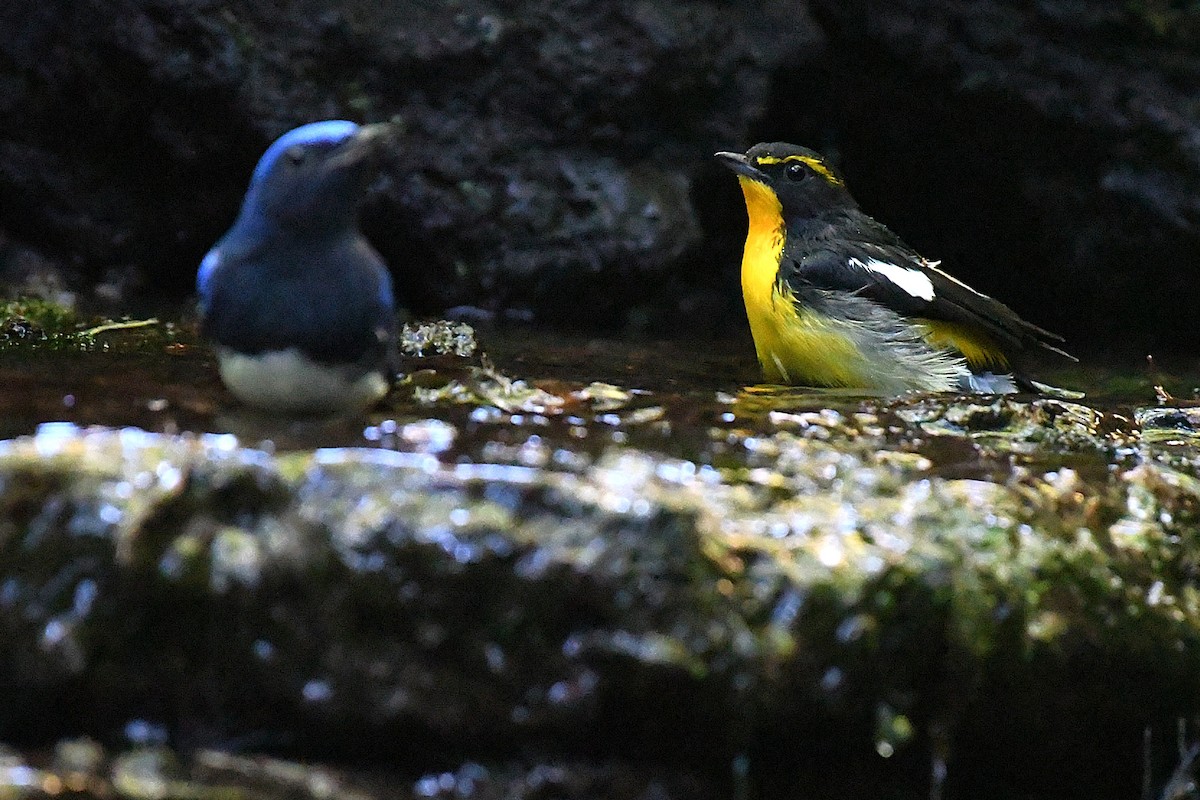 Narzissenschnäpper - ML644139964