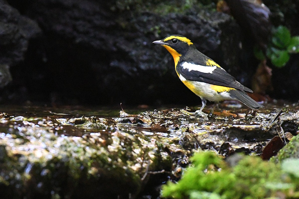 Narzissenschnäpper - ML644139970