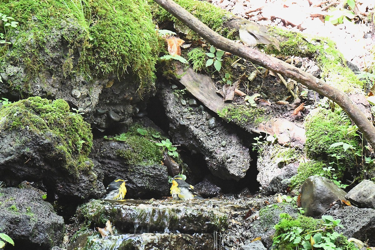 Narzissenschnäpper - ML644139971