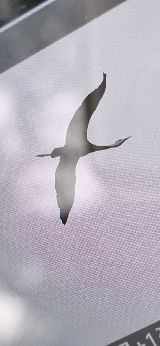 Hooded Crane - ML644139977