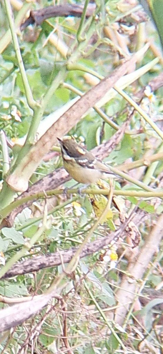 Yellow-bellied Tit - ML644139979