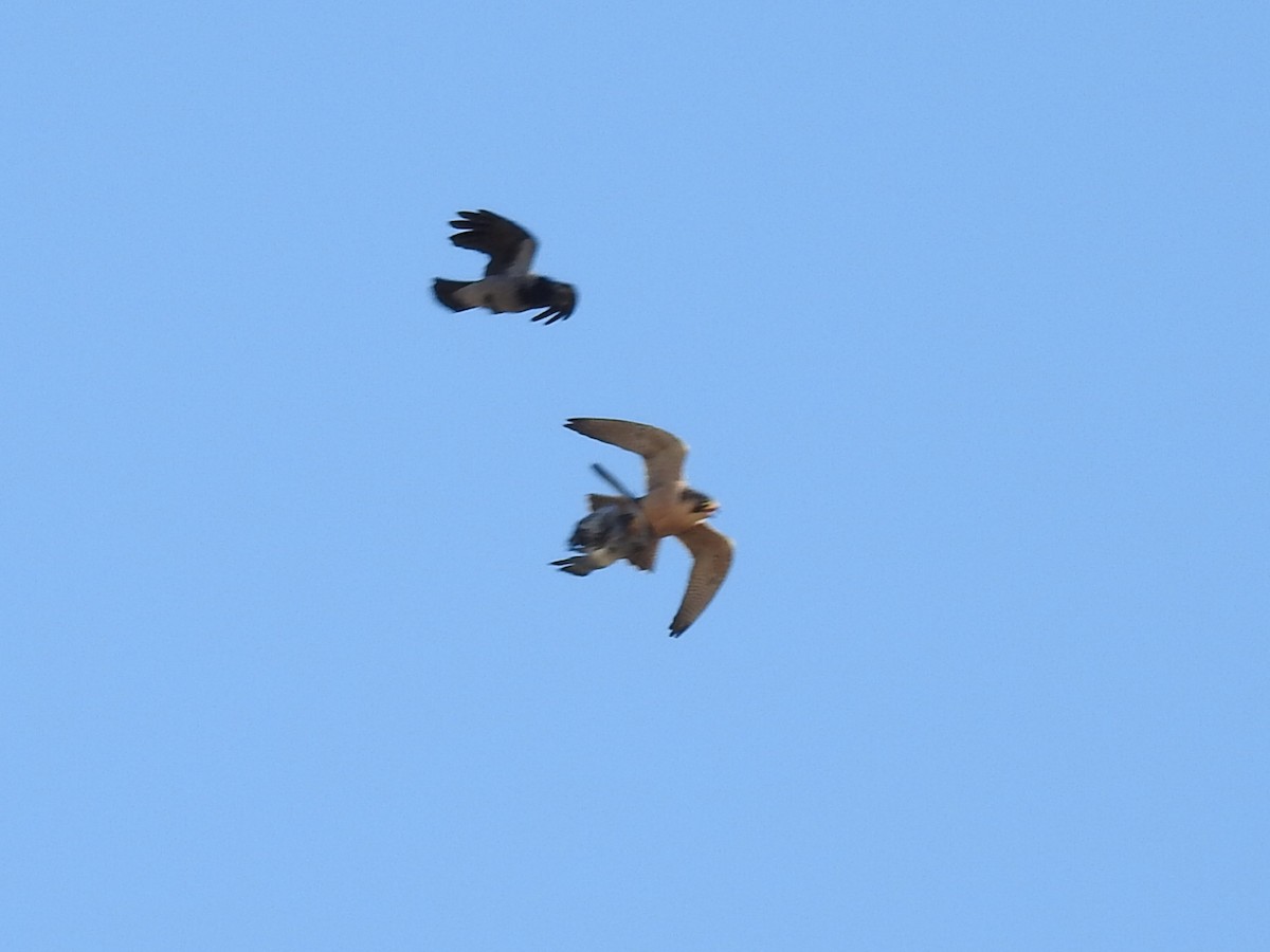 Peregrine Falcon (Barbary) - ML644139988