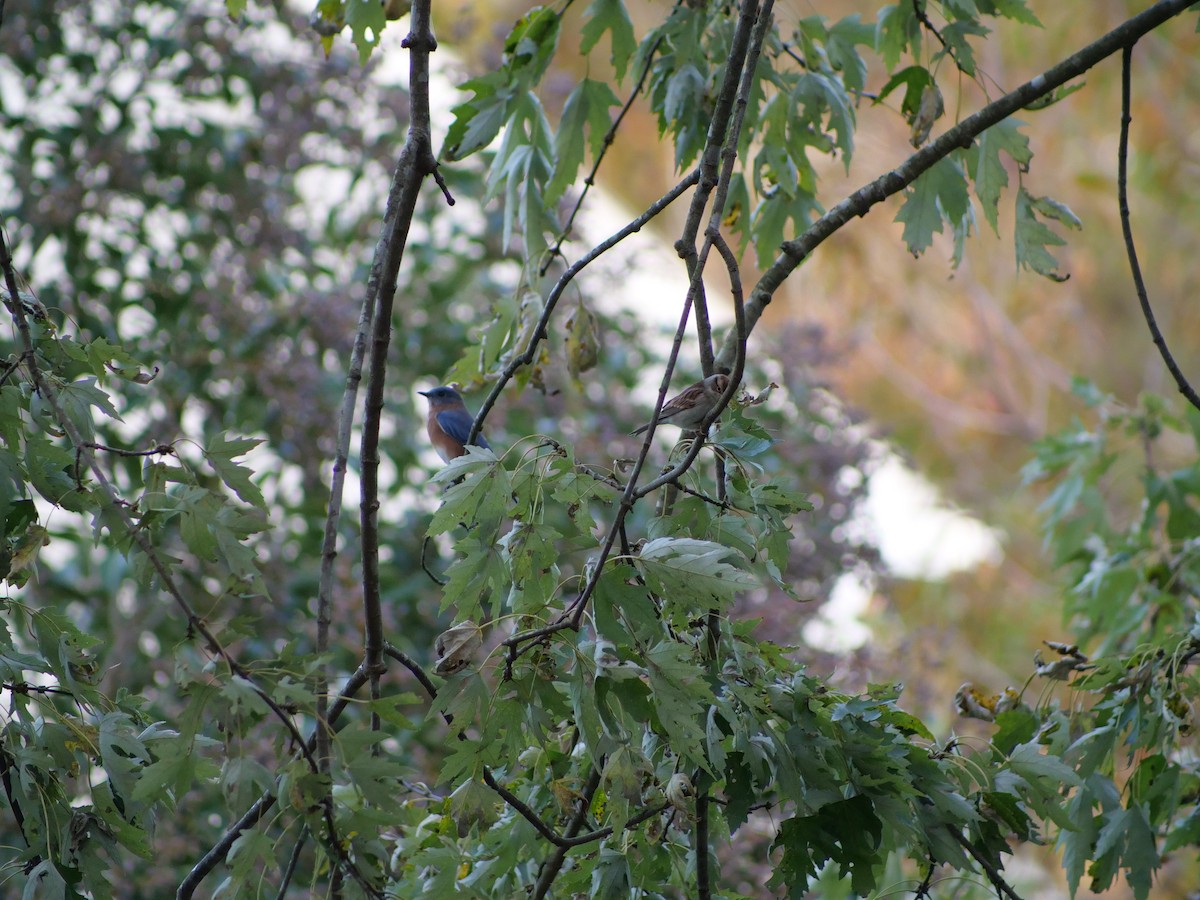 チャガシラヒメドリ - ML644139997