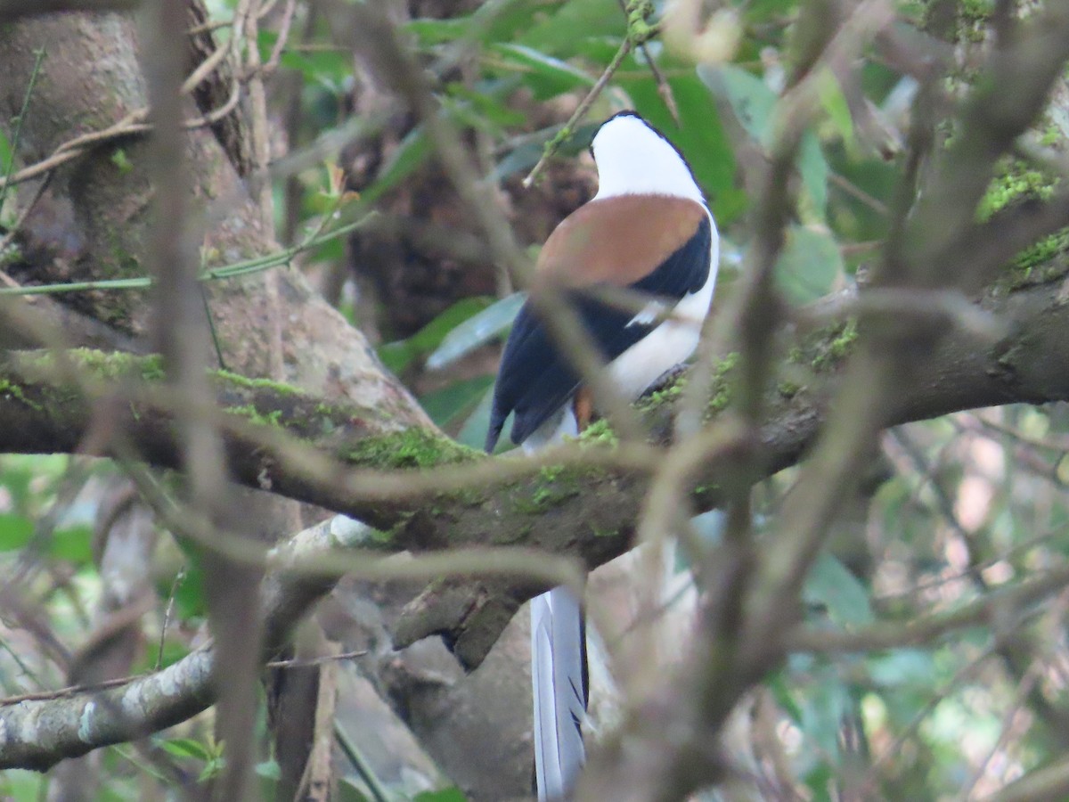 White-bellied Treepie - ML644140003