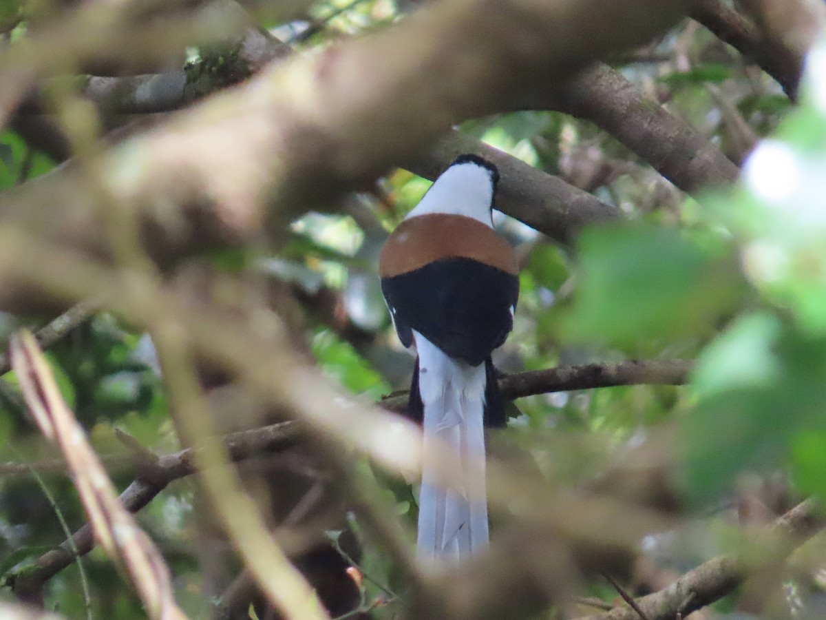 White-bellied Treepie - ML644140004