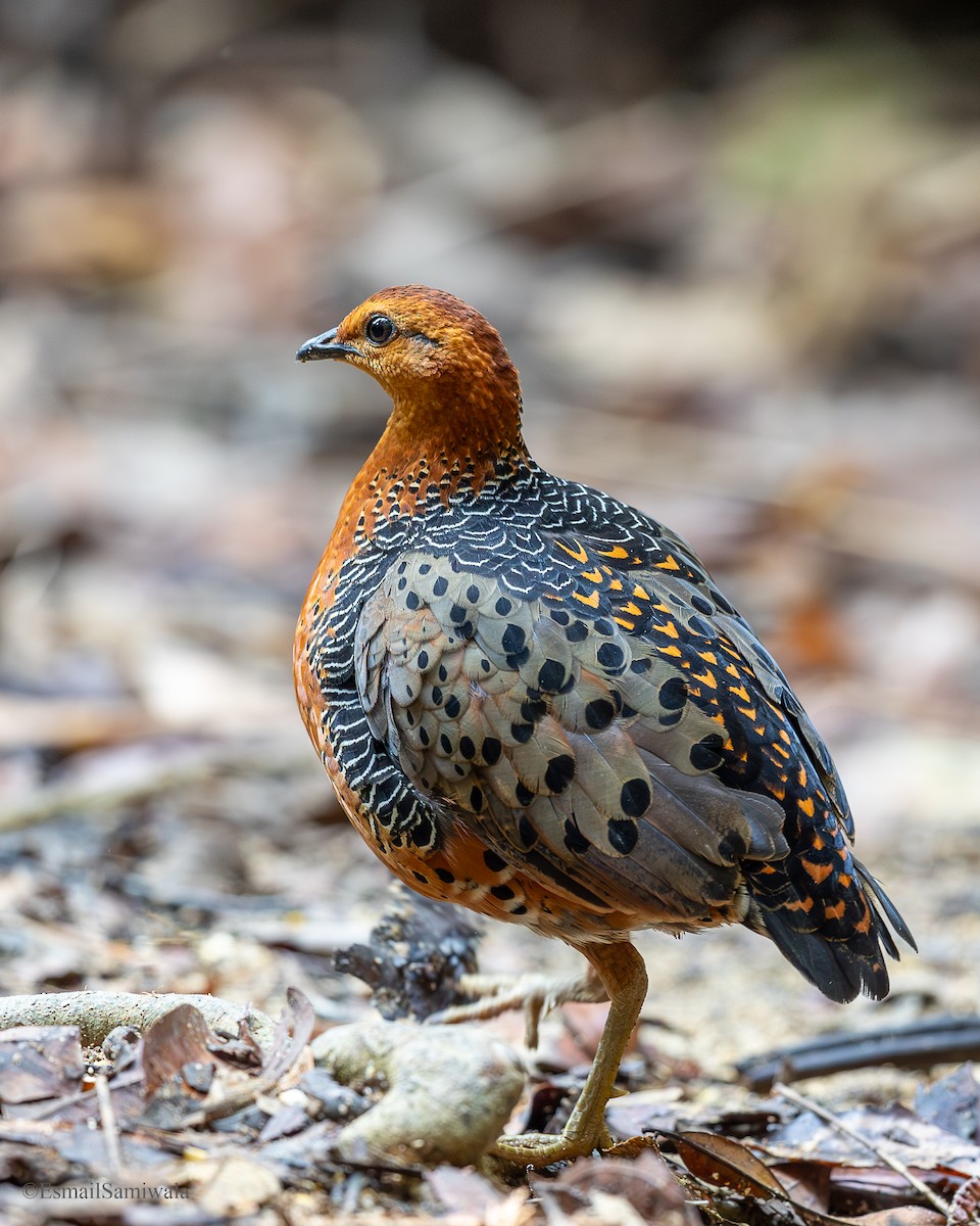 Ferruginous Partridge - ML644140012