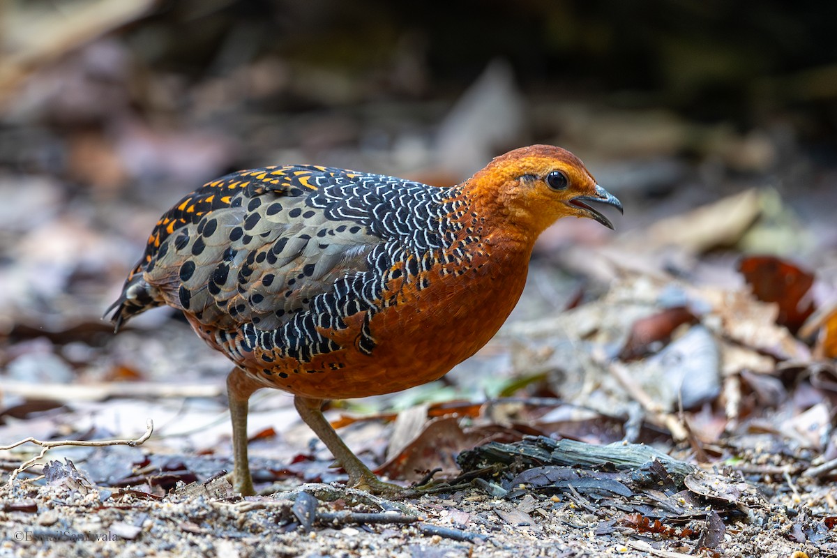 Ferruginous Partridge - ML644140013