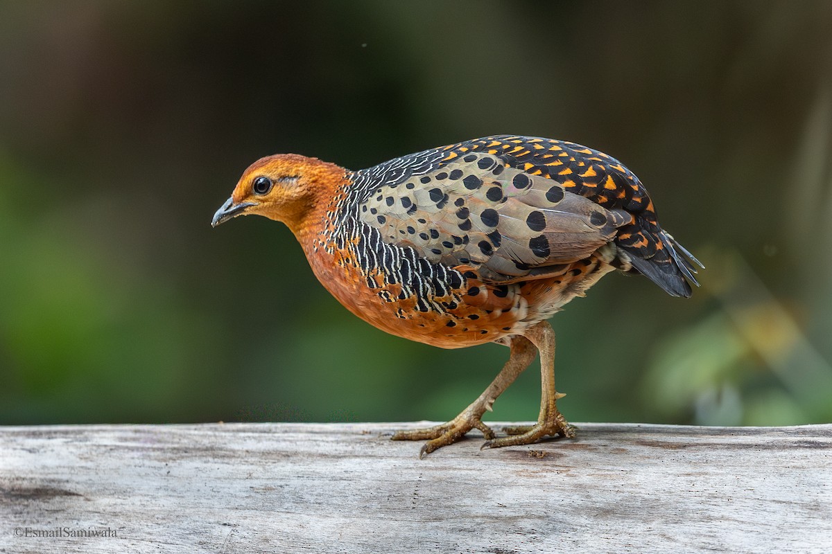 Ferruginous Partridge - ML644140014