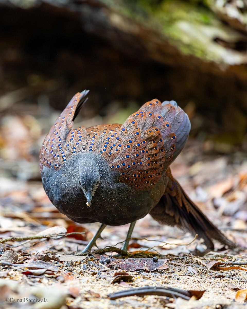 Mountain Peacock-Pheasant - ML644140023