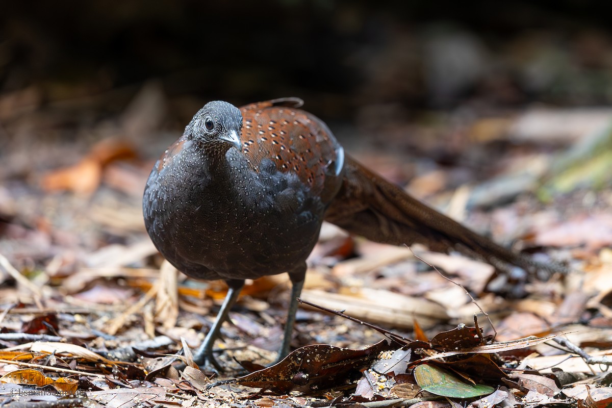Mountain Peacock-Pheasant - ML644140024