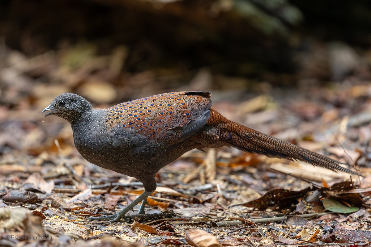 Mountain Peacock-Pheasant - ML644140027