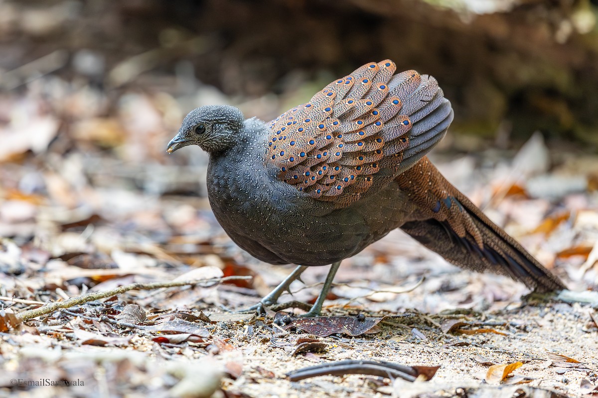 Mountain Peacock-Pheasant - ML644140028