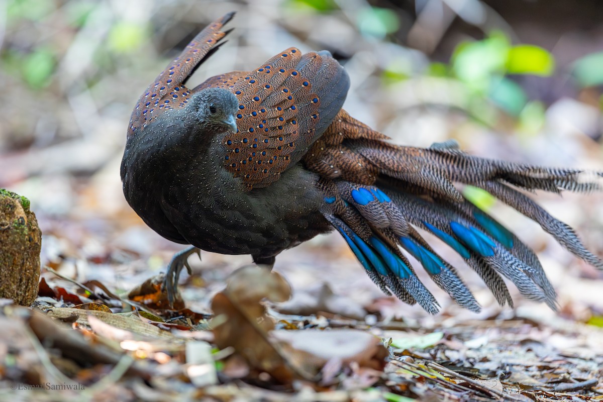 Mountain Peacock-Pheasant - ML644140029