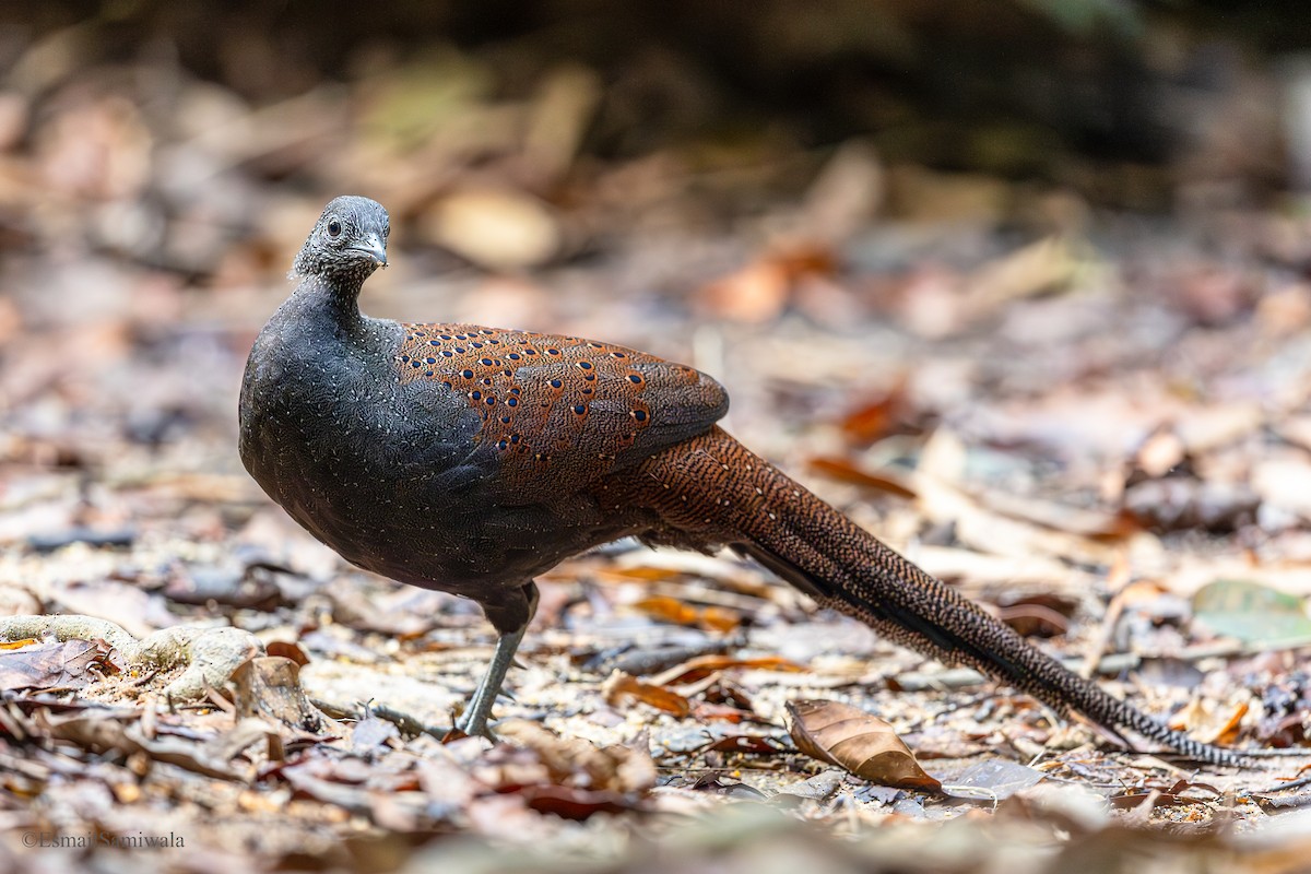 Mountain Peacock-Pheasant - ML644140030