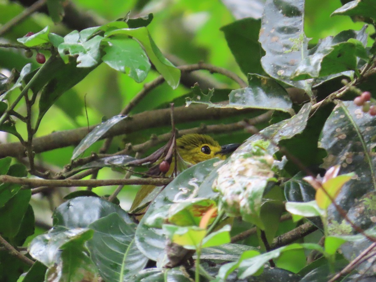 Yellow-browed Bulbul - ML644140051