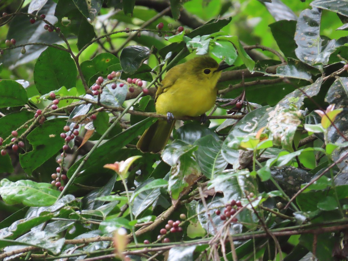 Yellow-browed Bulbul - ML644140052