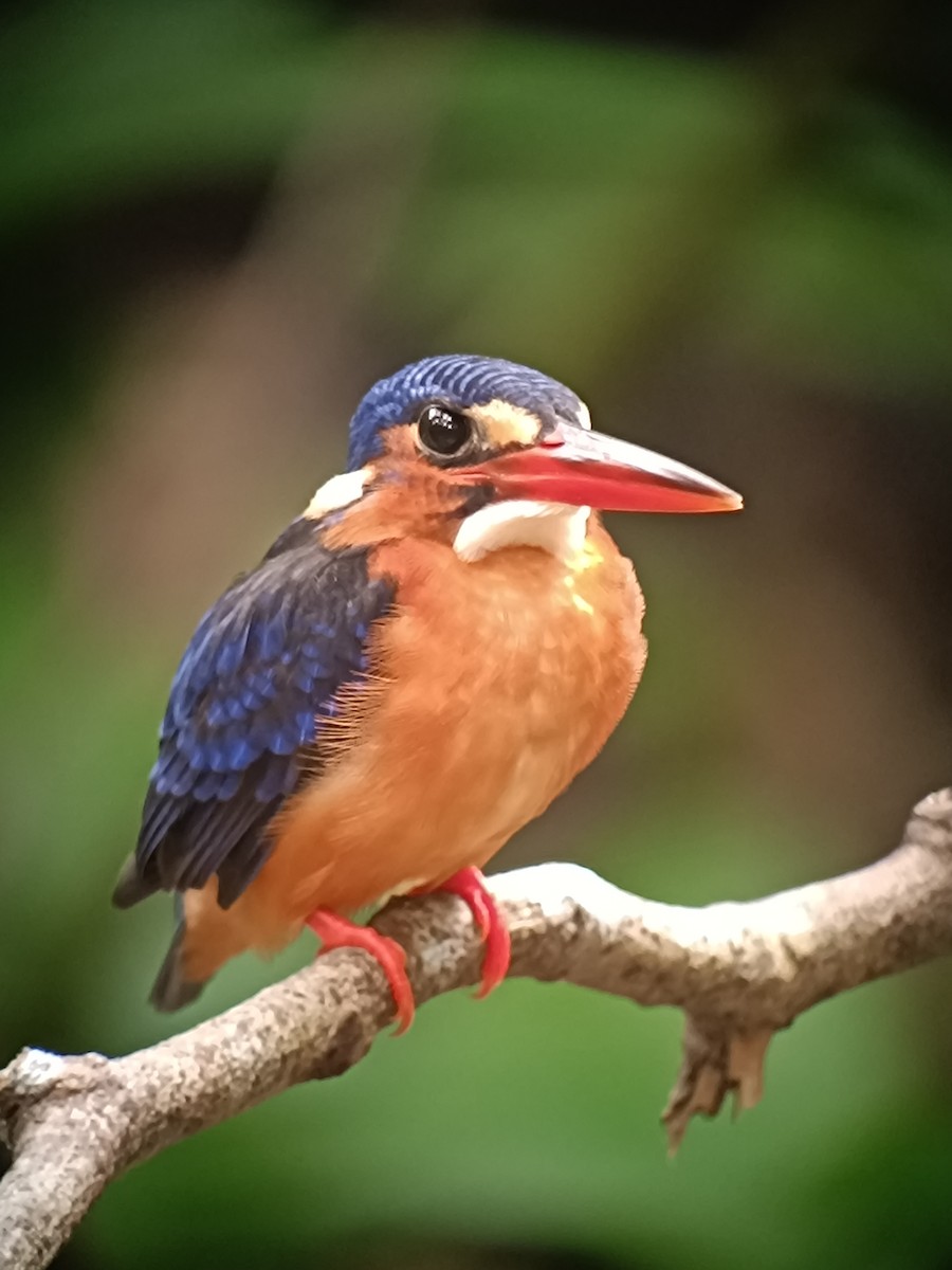 Blue-eared Kingfisher - ML644140059