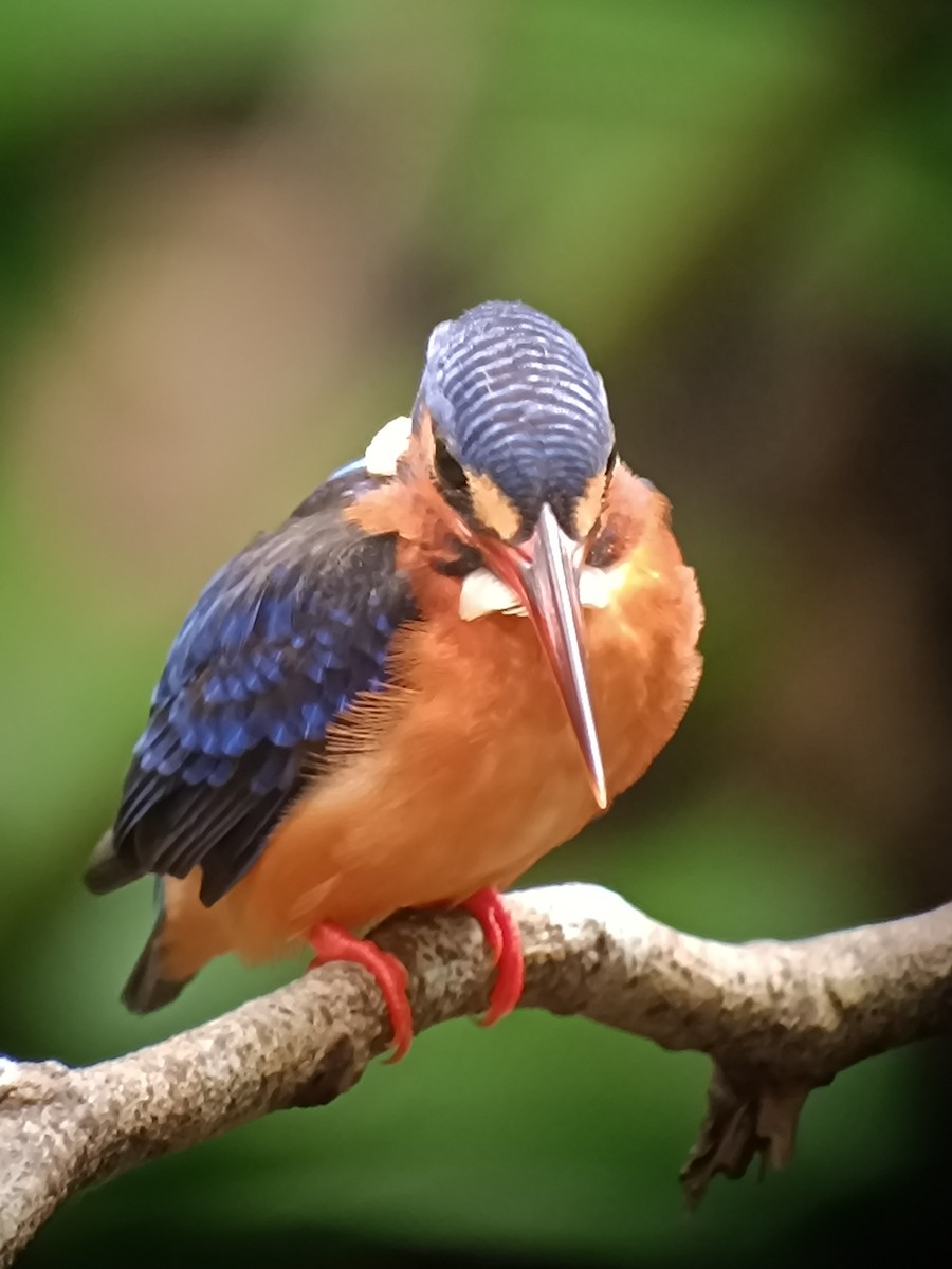 Blue-eared Kingfisher - ML644140060