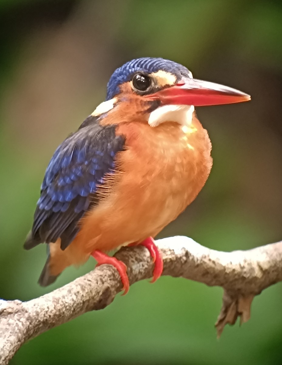 Blue-eared Kingfisher - ML644140061