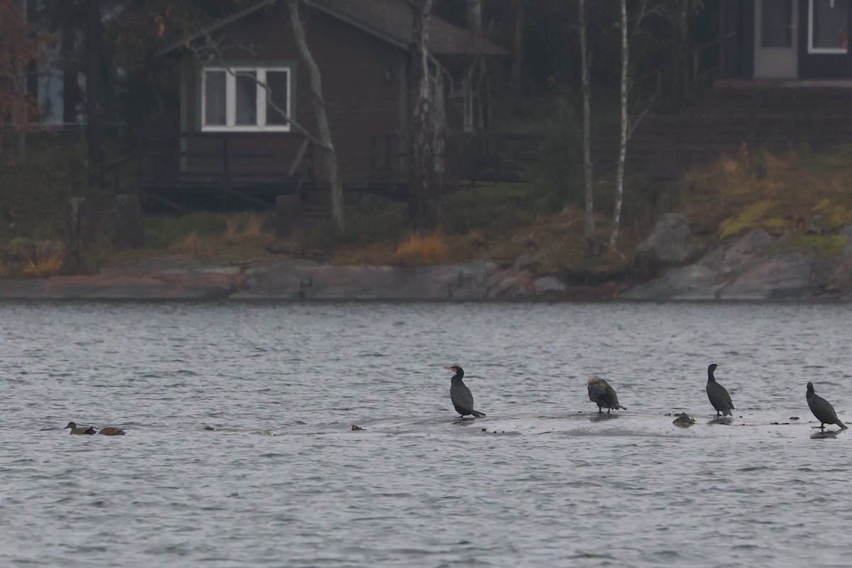 Great Cormorant - ML644140066