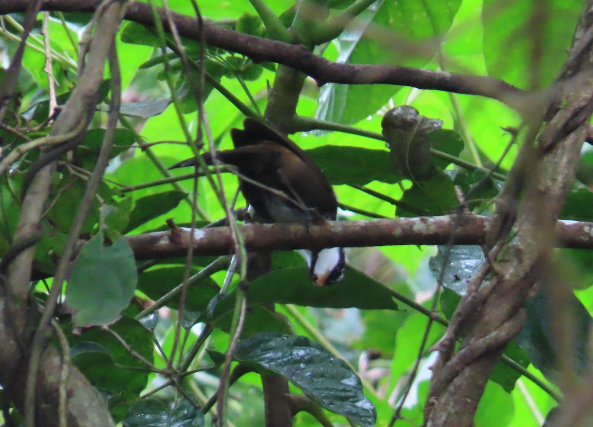 indiasigdtimal - ML644140087