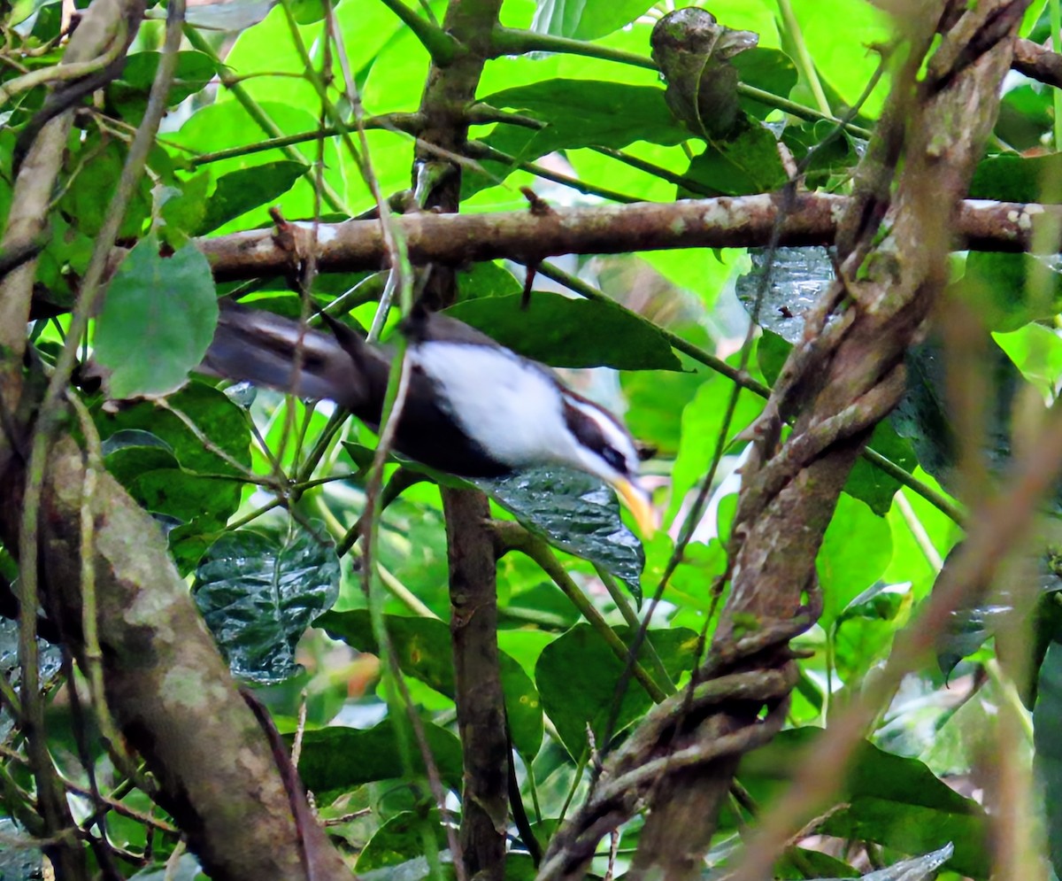 indiasigdtimal - ML644140088