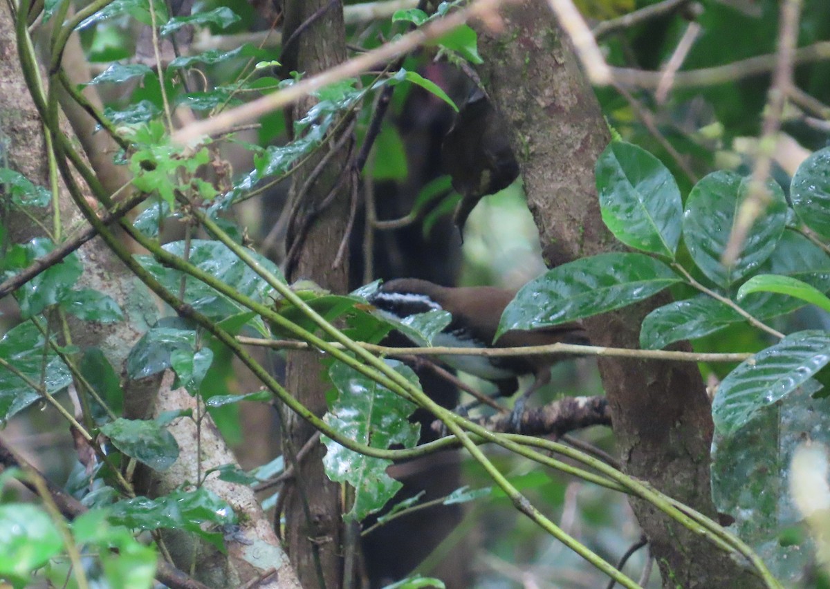 indiasigdtimal - ML644140089