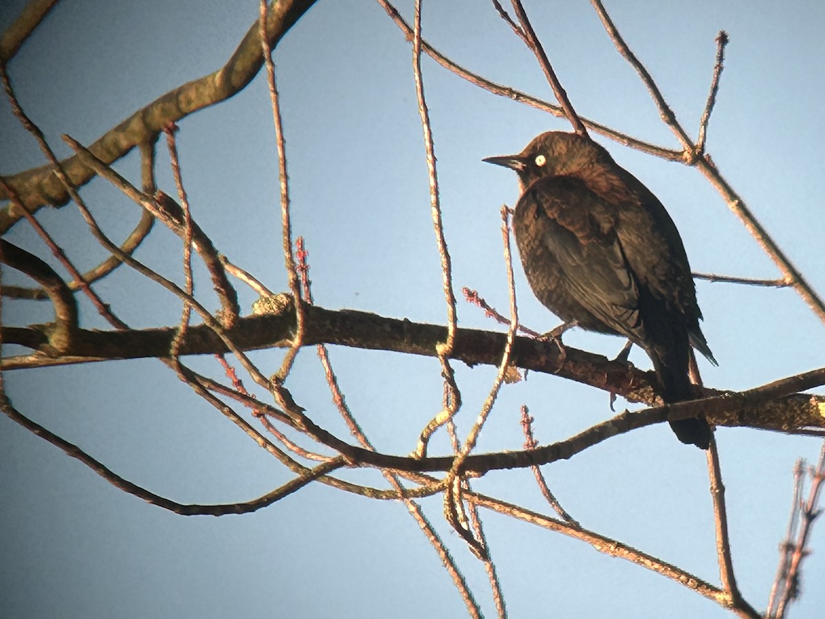 Rusty Blackbird - ML644140097