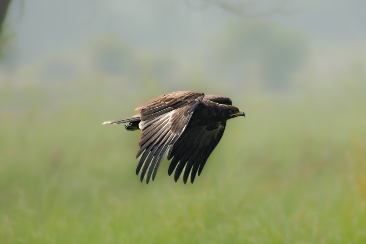 Indian Spotted Eagle - ML644140114