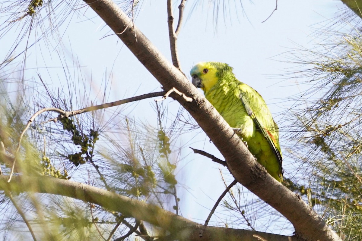 Amazona Frentiazul - ML644140122