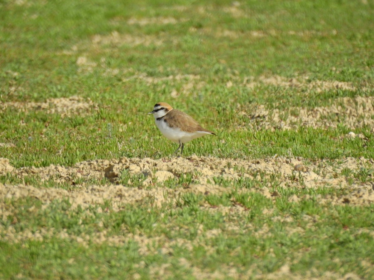 Kentish Plover - ML644140125