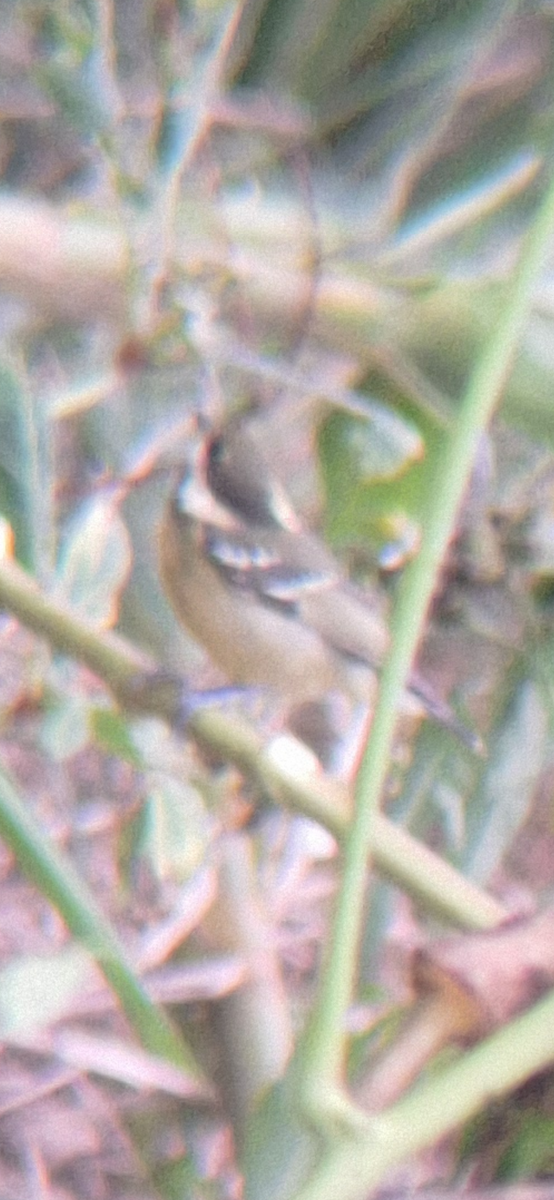 キバラガラ - ML644140134