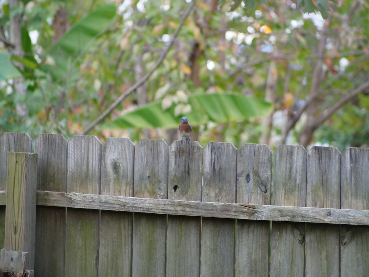 ルリツグミ - ML644140142