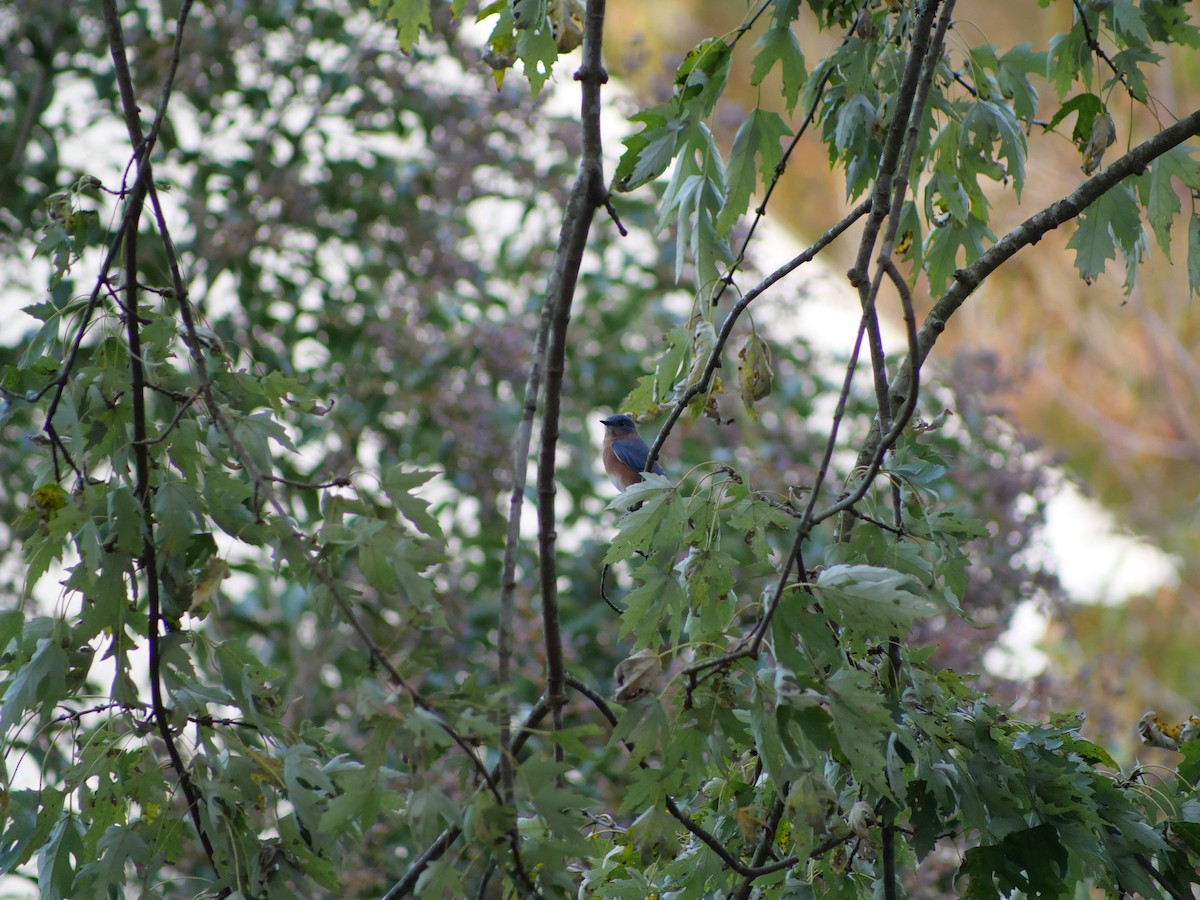 ルリツグミ - ML644140143