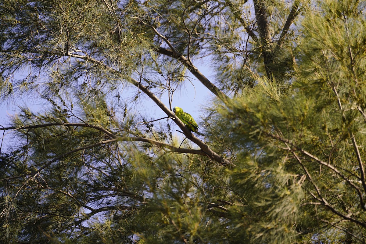 Amazona Frentiazul - ML644140194