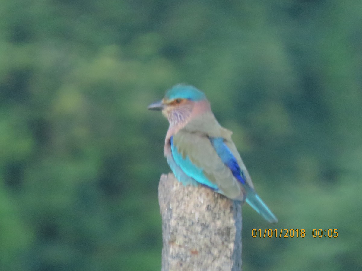 Indian Roller - ML644140205