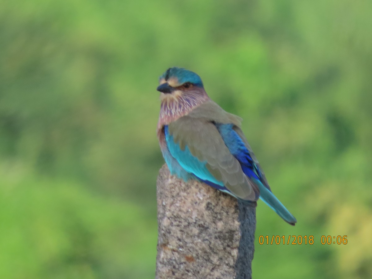 Indian Roller - ML644140206