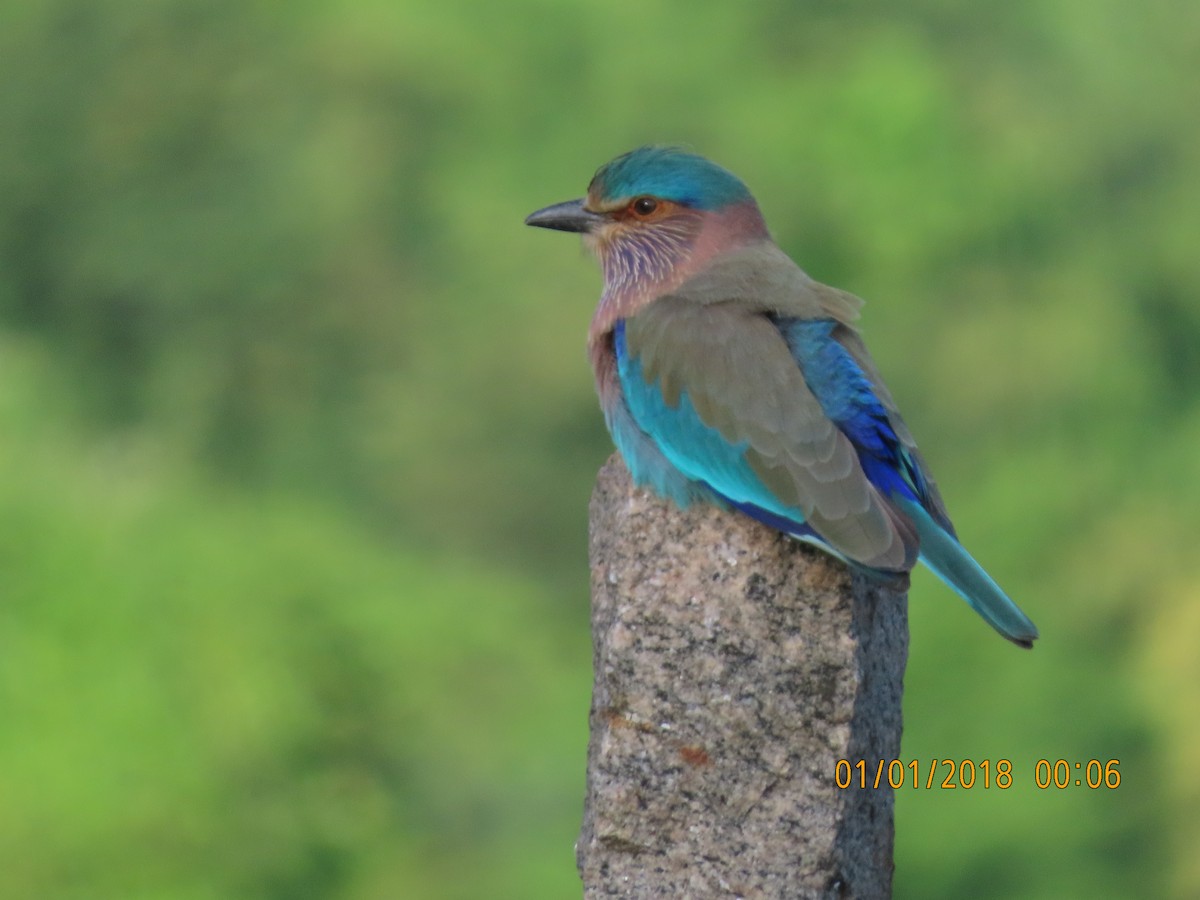 Indian Roller - ML644140207