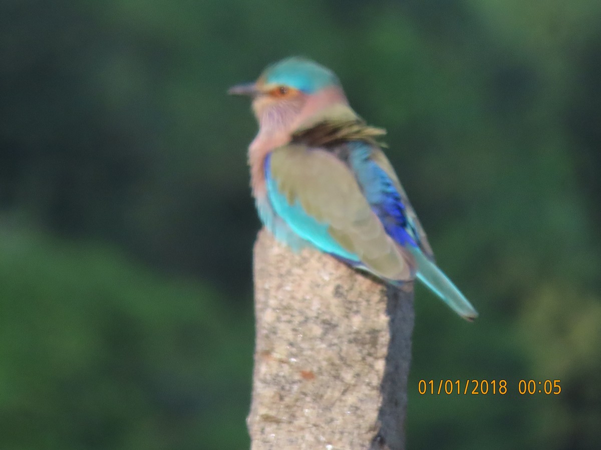 Indian Roller - ML644140208